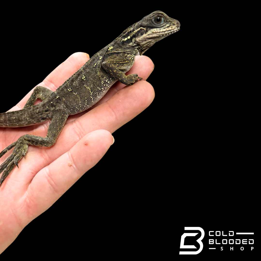 Baby Weber's sailfin Dragon - Hydrosaurus weberi