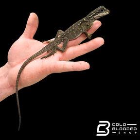 Baby Weber's sailfin Dragon - Hydrosaurus weberi