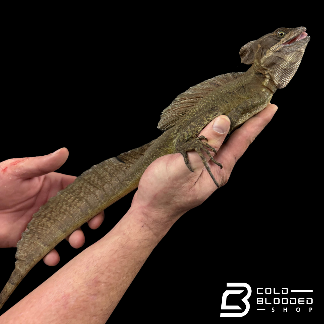 Adulto Negro Lagarto Dragón Sailfin - Hydrosaurus celebensis