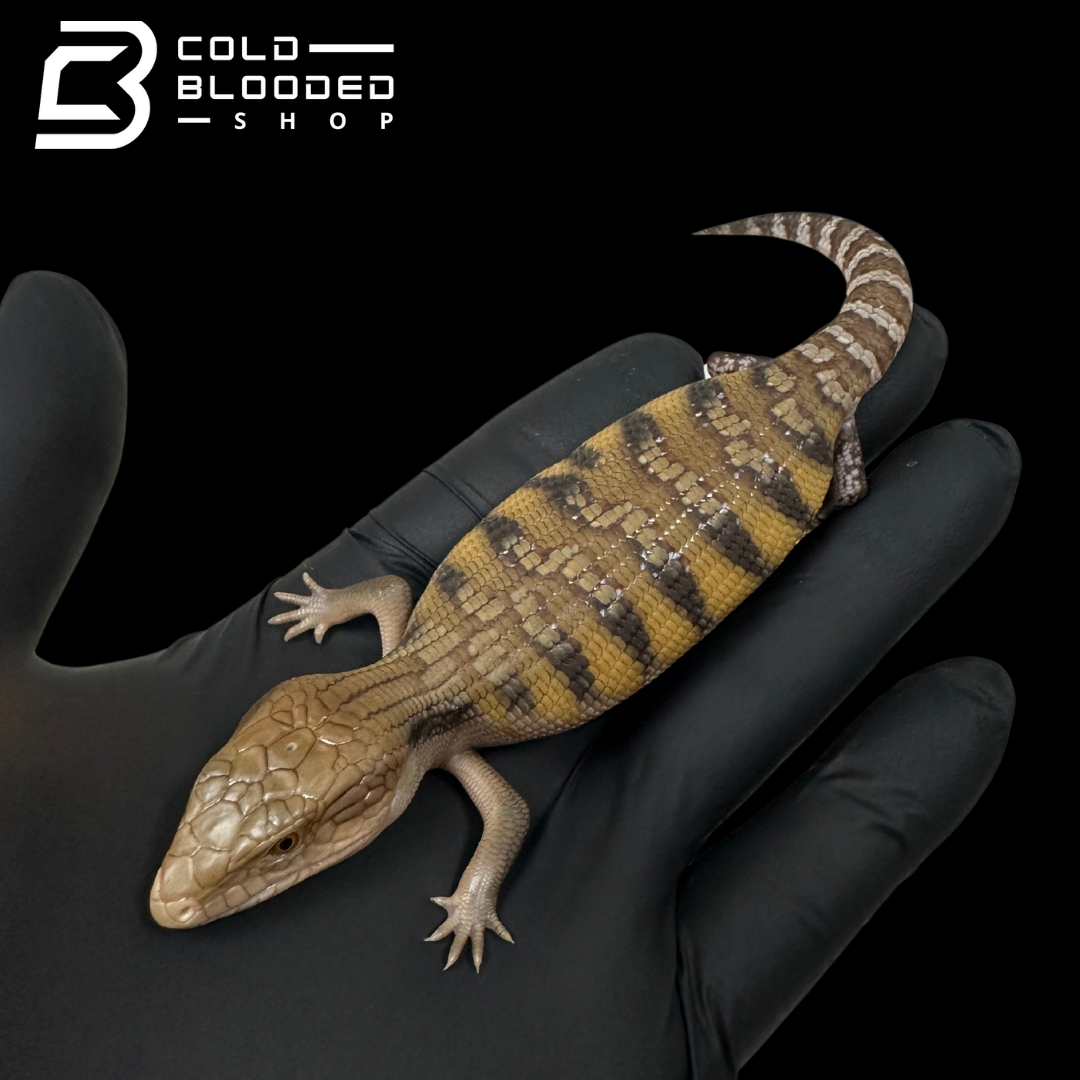 CBB Baby Northern Blue Tongue Skink - Tiliqua scincoides intermedia
