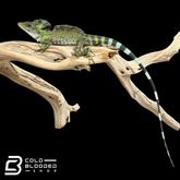 Bebé Uromastyx adornado