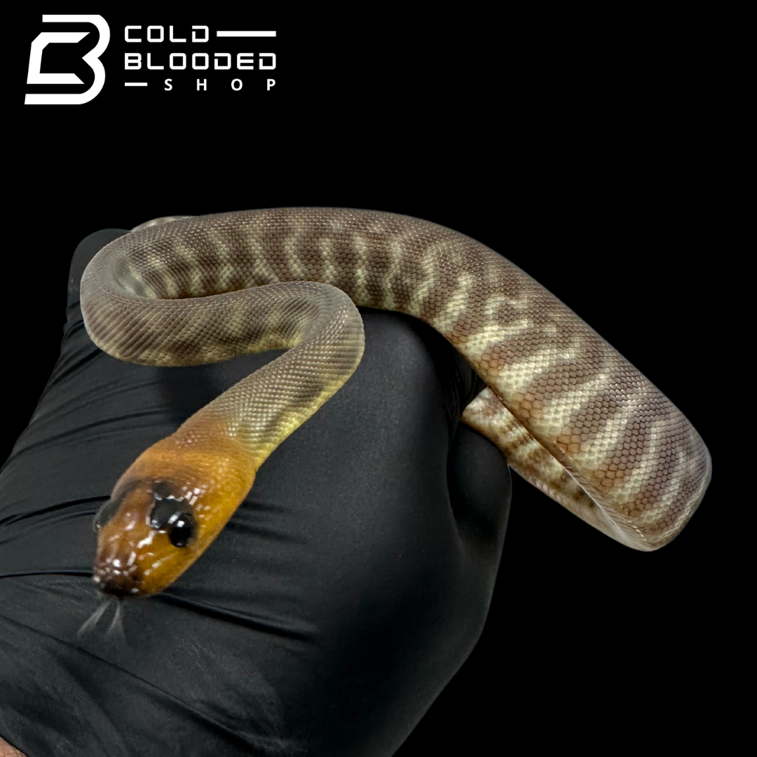 2025 Female Woma Python - Aspidites ramsayi