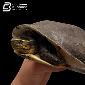Amboina box turtle - Cuora amboinensis