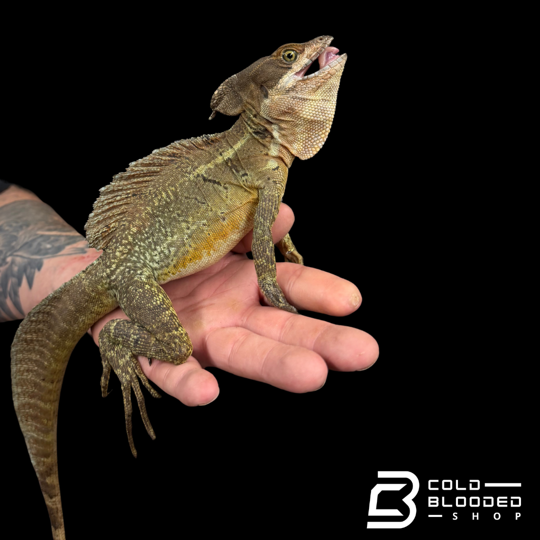 Adult Common basilisks - Basiliscus basiliscus