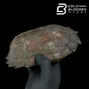 Spiny Turtle - Heosemys spinosa