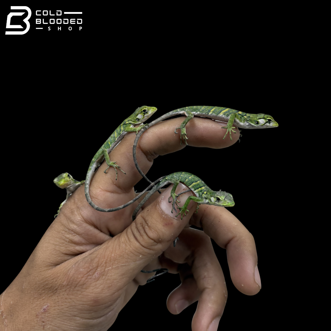 CBB Monkey Anoles - Polychrus Marmoratus