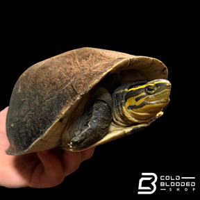 Amboina box turtle - Cuora amboinensis