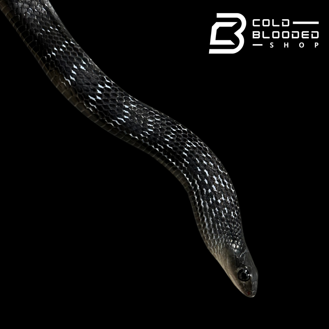 Adult Female Keeled Rat Snake - Ptyas Carinata #2