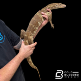 T positive "Chocolate" Water Monitor - Varanus salvator bivittatus