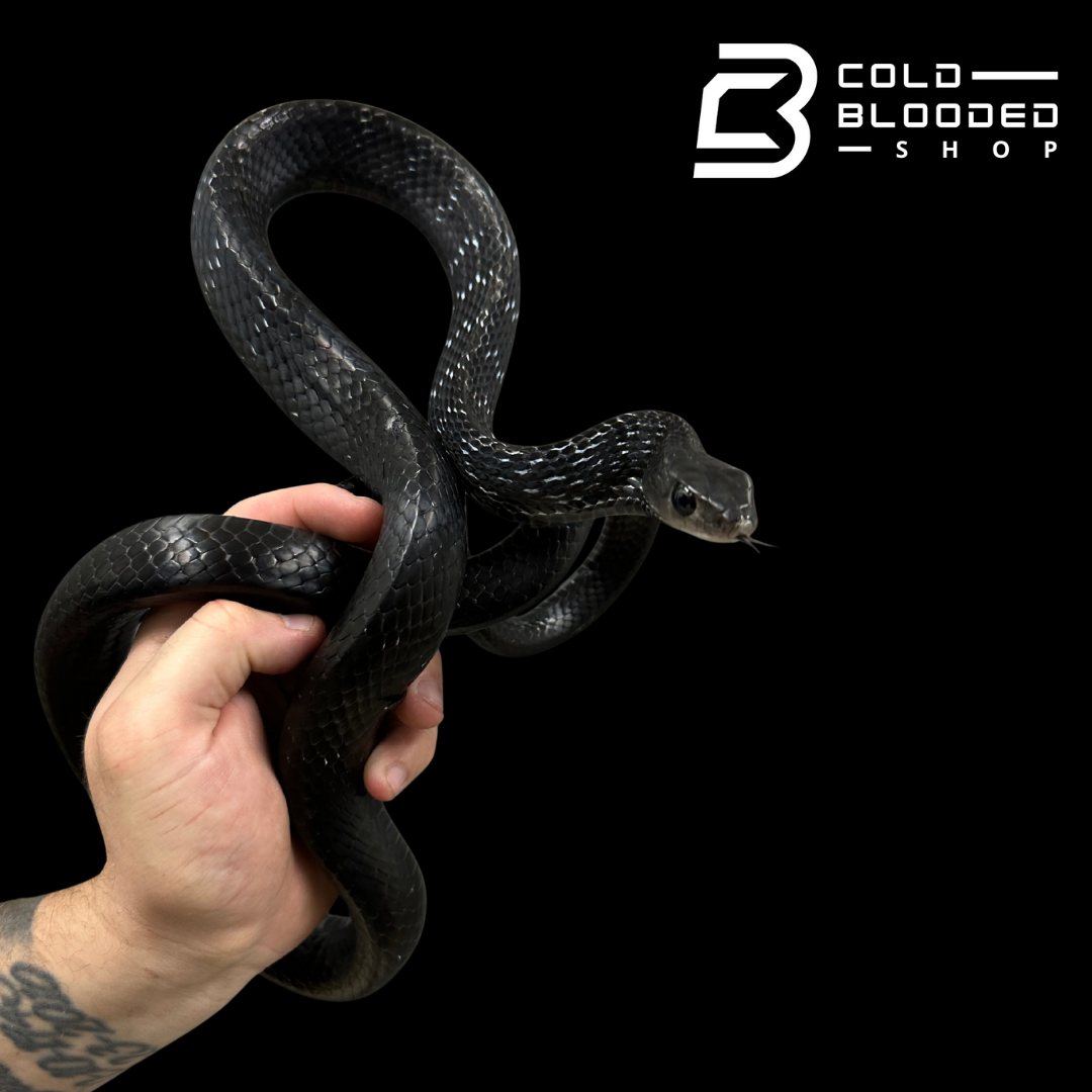 Adult Female Keeled Rat Snake - Ptyas Carinata #2