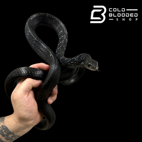 Adult Female Keeled Rat Snake - Ptyas Carinata #2