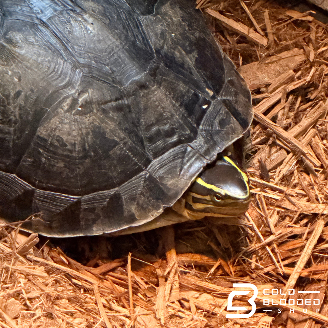 Amboina box turtle - Cuora amboinensis