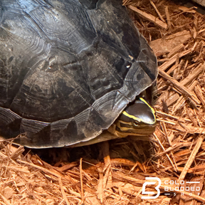 Amboina box turtle - Cuora amboinensis