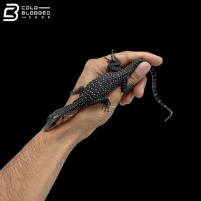Hatchling Peach-throated Monitors - Varanus Jobiensis