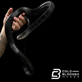 Adult Female Keeled Rat Snake - Ptyas Carinata #2