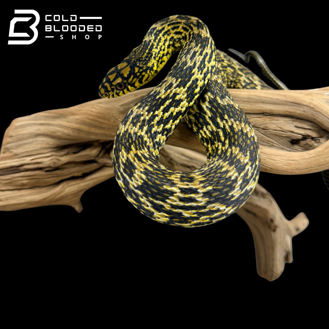 Serpiente rata rey china