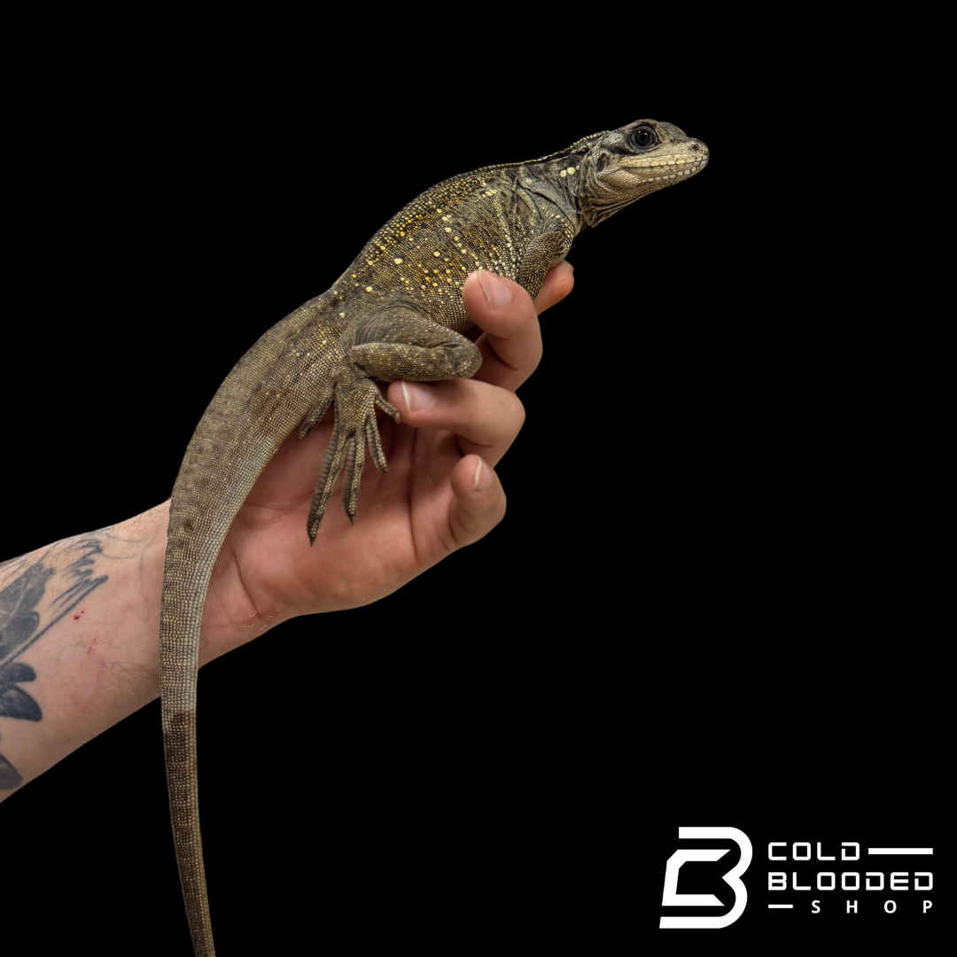 Adulto Negro Lagarto Dragón Sailfin - Hydrosaurus celebensis