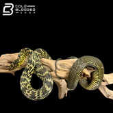 Serpiente rata rey china