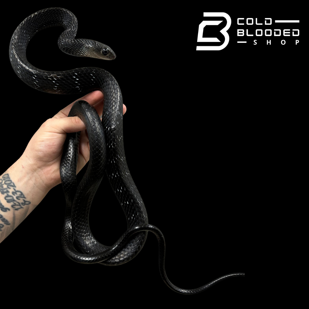 Adult Female Keeled Rat Snake - Ptyas Carinata #2