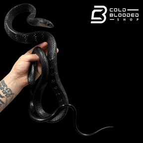 Adult Female Keeled Rat Snake - Ptyas Carinata #2