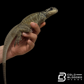 Juvenile Indonesian Sailfin Dragons - Hydrosaurus microlophus