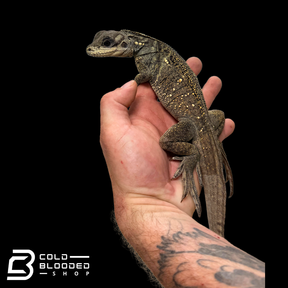 Juvenile Indonesian Sailfin Dragons - Hydrosaurus microlophus