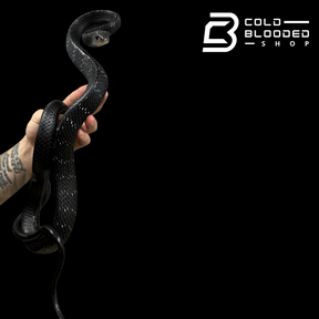 Adult Female Keeled Rat Snake - Ptyas Carinata #2