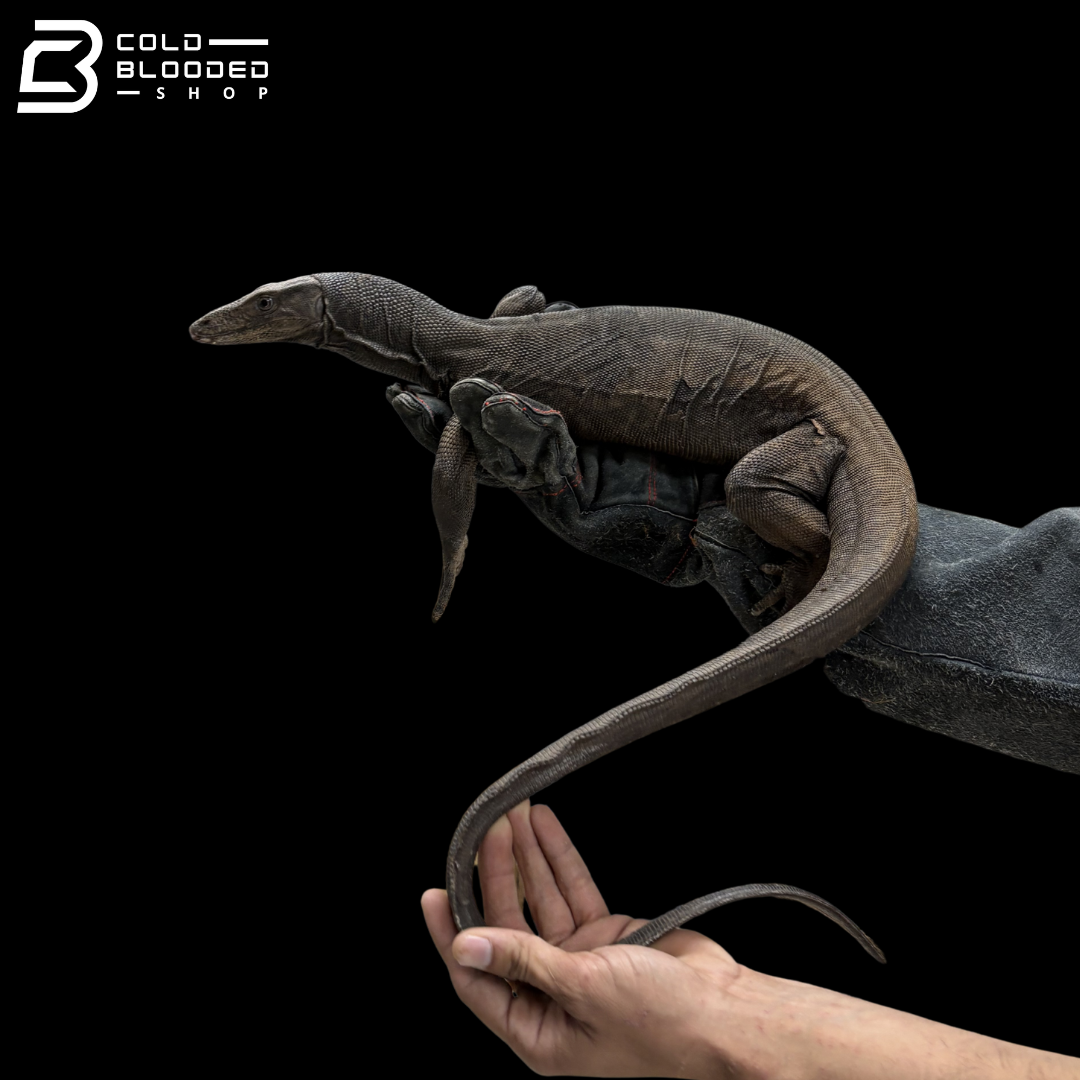 Female Black Dragon Water Monitor - Varanus Salvator