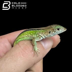 Bebé Uromastyx adornado
