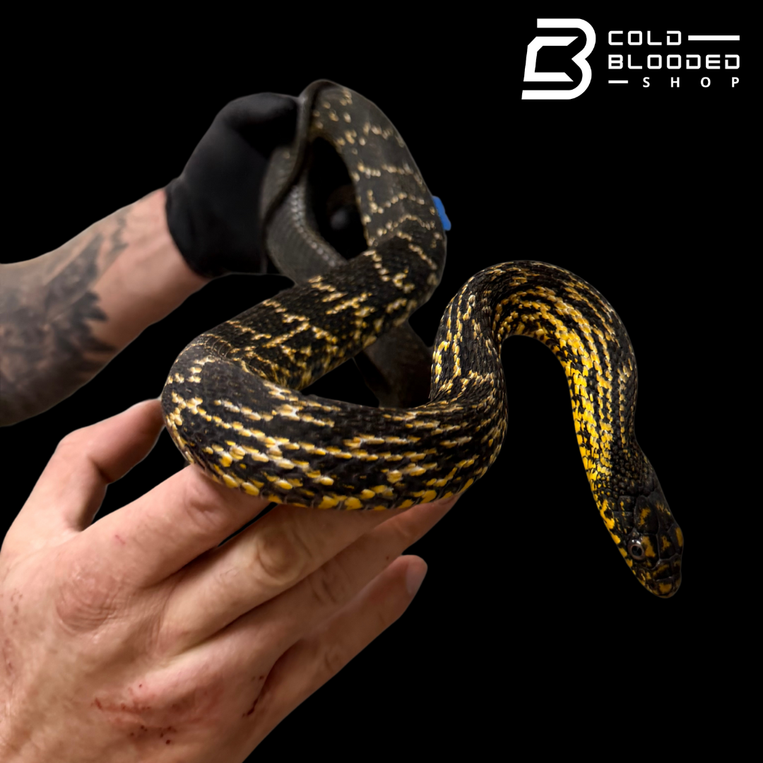 Serpiente rata rey china