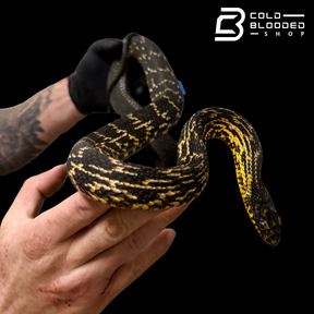 Serpiente rata rey china