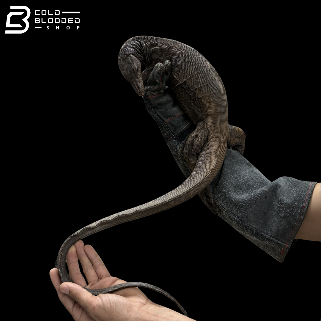Female Black Dragon Water Monitor - Varanus Salvator