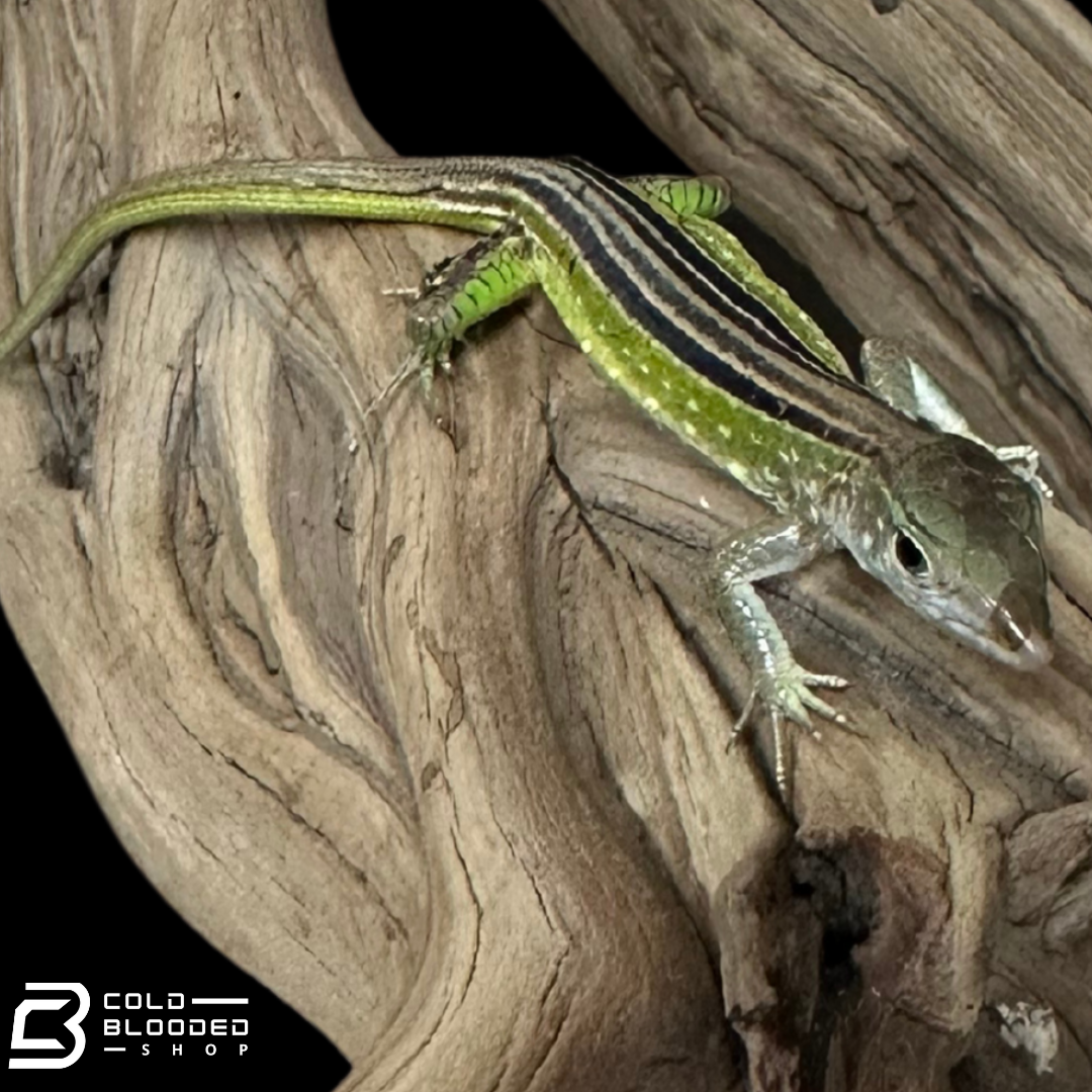 Bebé Uromastyx adornado