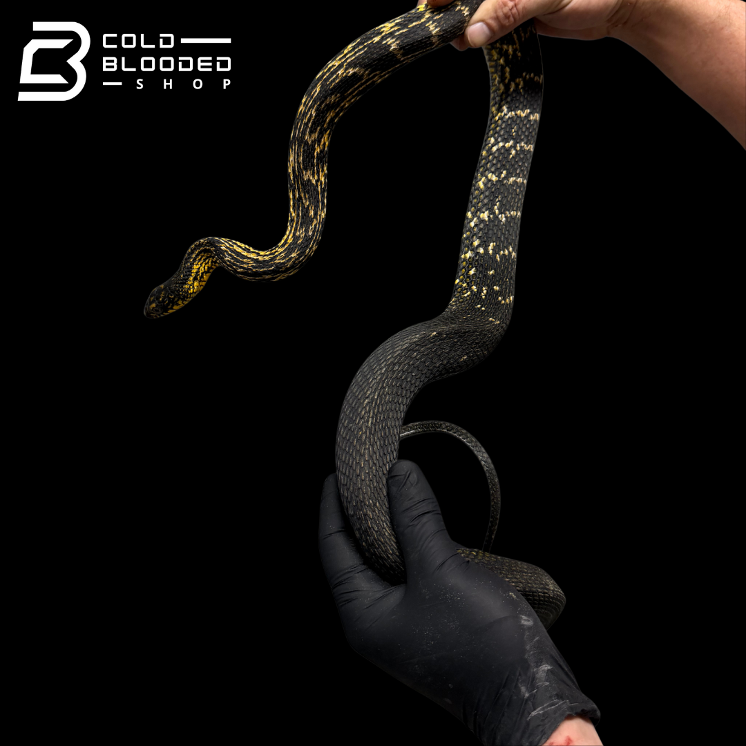 Serpiente rata rey china