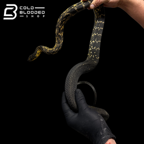 Serpiente rata rey china