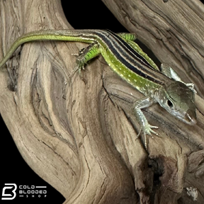 Bebé Uromastyx adornado