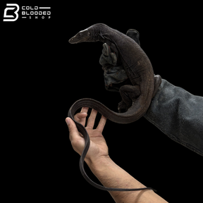 Female Black Dragon Water Monitor - Varanus Salvator