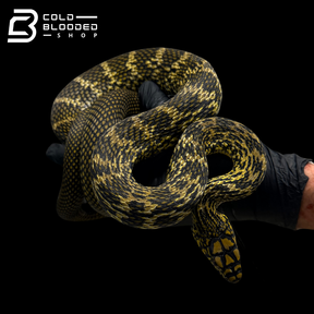 Serpiente rata rey china