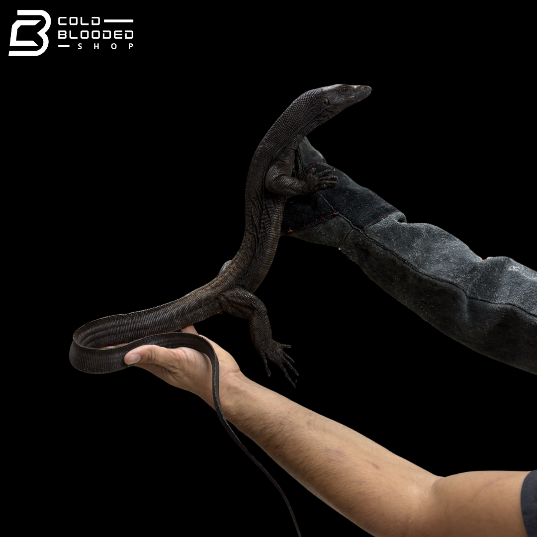 Female Black Dragon Water Monitor - Varanus Salvator