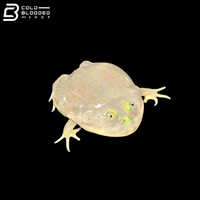 Budgett's Frogs - Lepidobatrachus Laevis