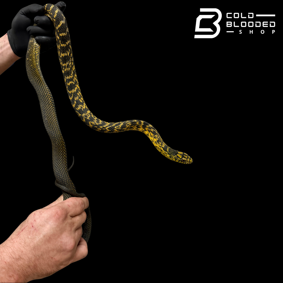 Serpiente rata rey china