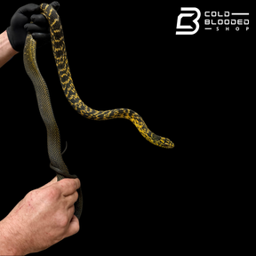 Serpiente rata rey china