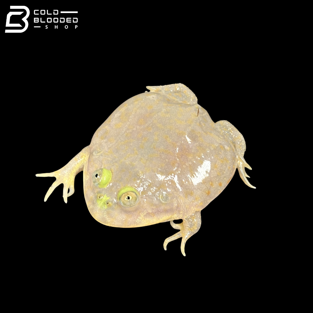 Budgett's Frogs - Lepidobatrachus Laevis