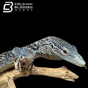 Adult Blue Tree Monitor female - Varanus macraei