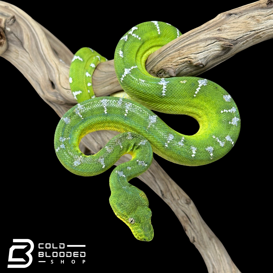 Juvenile Emerald Tree Boa - Corallus caninus