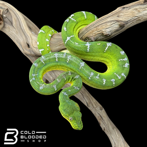 Juvenile Emerald Tree Boa - Corallus caninus
