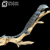 Adult Blue Tree Monitor female - Varanus macraei