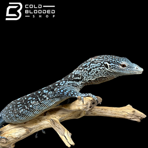 Adult Blue Tree Monitor female - Varanus macraei