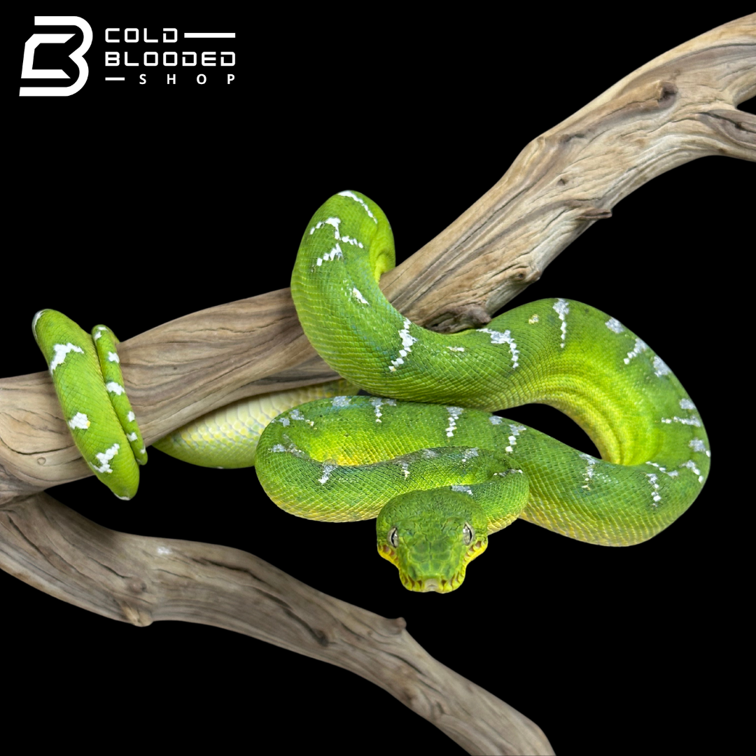 Juvenile Emerald Tree Boa - Corallus caninus
