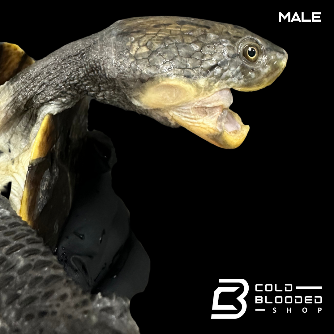 Wermuth's Toad Headed Turtles - Mesoclemmys wermuthi